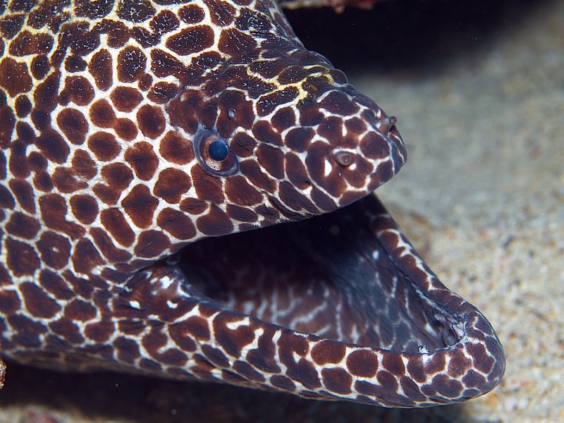 Moray eel, Seulako Drift